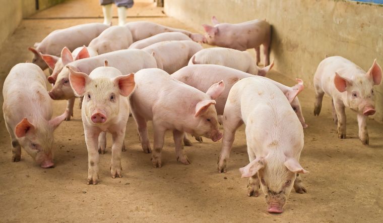 Giá heo hơi hôm nay 20/9: Tiếp tục giảm tại một số nơi