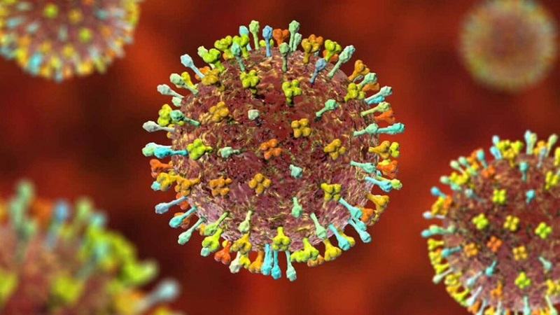 Virus Nipah là gì?