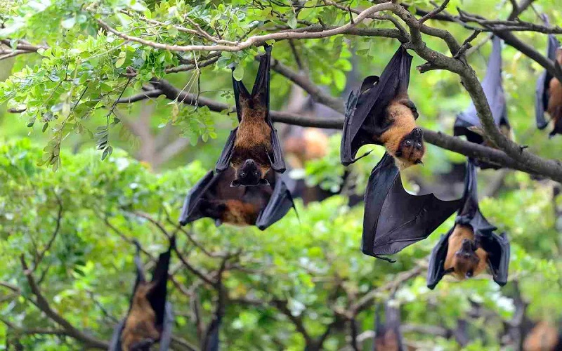 Vật chủ mang bệnh của virus Nipah