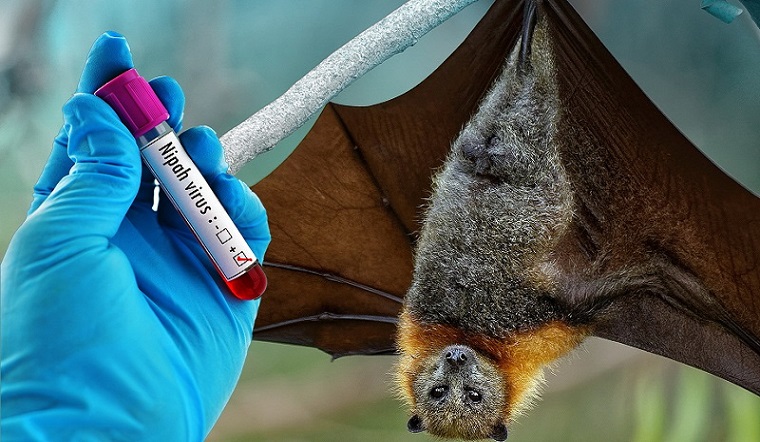 Virus Nipah là gì? Con đường lây nhiễm của virus Nipah nguy hiểm