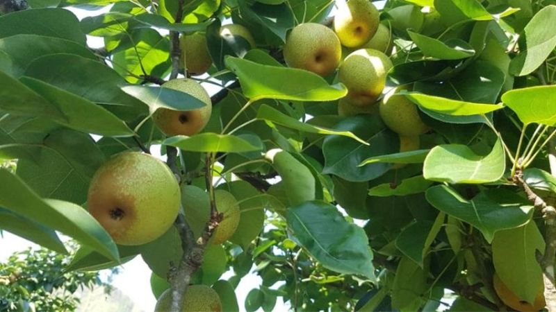 Characteristics of Tai Nung pear