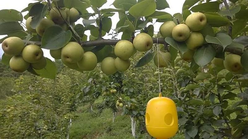 Advantages of buying Tai Nung pear with us