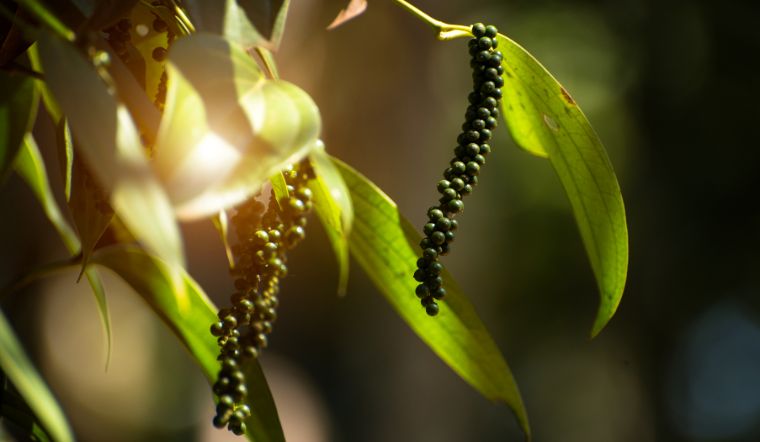 Giá tiêu hôm nay 25/9/2023: Tăng 500 đồng/kg ở Bà Rịa - Vũng Tàu