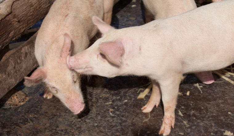Giá heo hơi hôm nay 29/9: Giảm cao nhất 2.000 đồng/kg