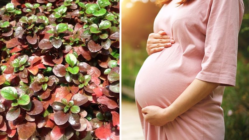 Image of beneficial salad for pregnant women and fetus