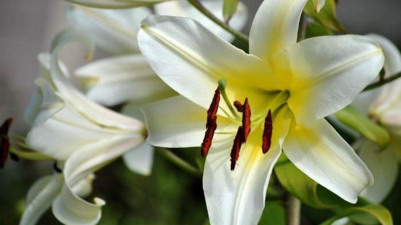 The scent of lilies contains nerve-stimulating components