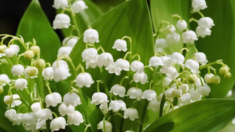 Các chất độc trong những bông hoa linh lan trắng có thể làm cho mẹ bầu cảm thấy chóng mặt
