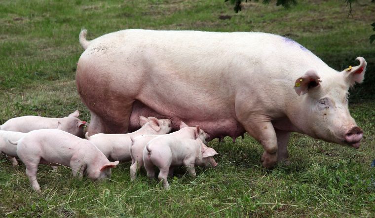 Giá heo hơi hôm nay 4/10: Bắc và Nam giảm 1.000 đồng/kg