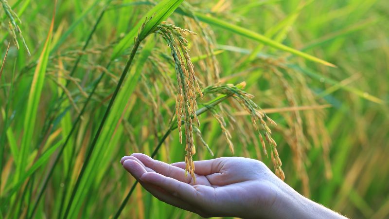 Giá lúa hôm nay 4/10 Giá lúa hôm nay 4/10