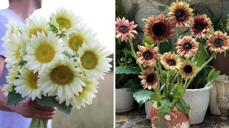 How much do mutant sunflowers cost? Where can you buy them?