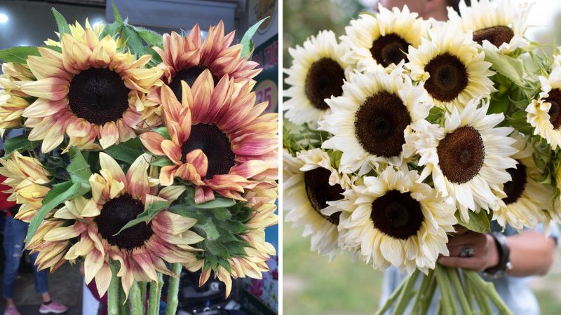 How to arrange mutant sunflowers for long-lasting beauty?