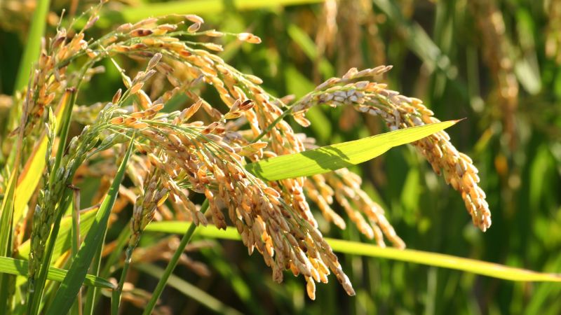 Giá lúa hôm nay 5/10 Giá lúa hôm nay 5/10