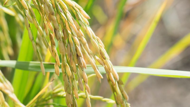 Giá lúa hôm nay 6/10 Giá lúa hôm nay 6/10