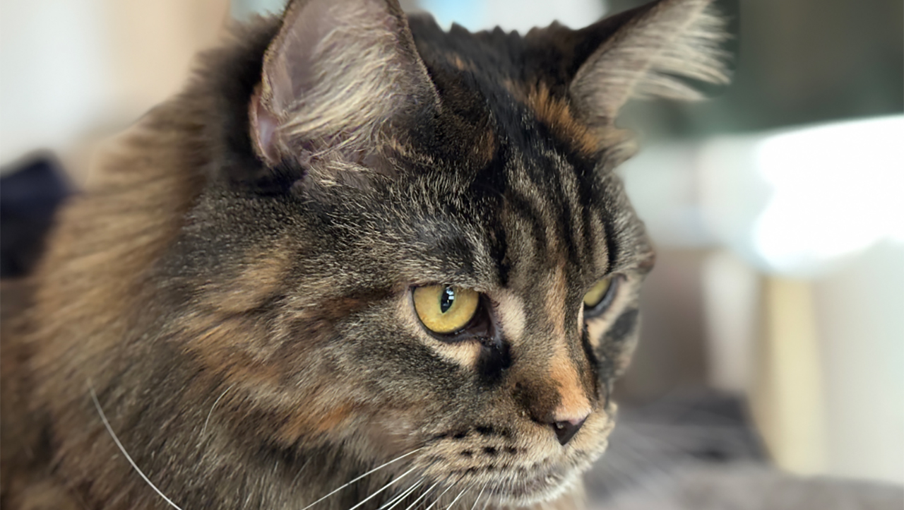 Đánh giá camera iPhone 15