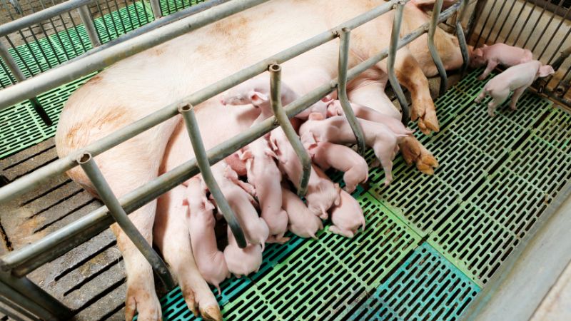 Giá heo hơi hôm nay 7/10 tại miền Nam Giá heo hơi hôm nay 7/10 tại miền Nam