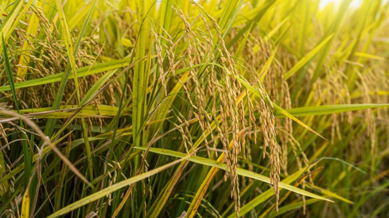 Giá lúa hôm nay 7/10