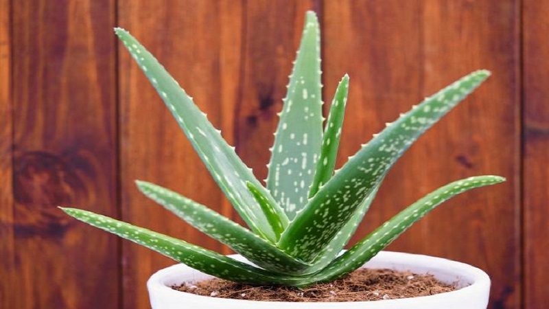 Aloe Vera (Lô hội)