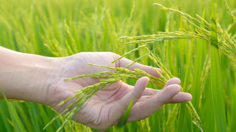 Giá lúa hôm nay 9/10 Giá lúa hôm nay 9/10