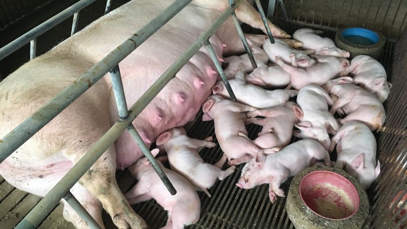 Giá heo hơi hôm nay 10/10 tại miền Bắc Giá heo hơi hôm nay 10/10 tại miền Bắc