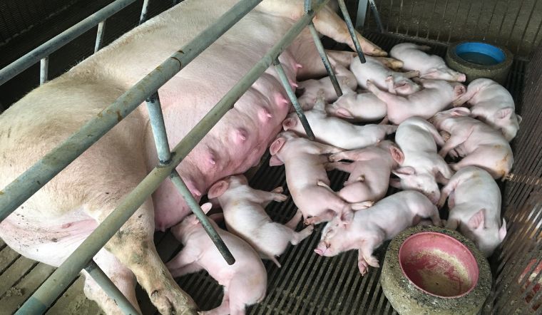 Giá heo hơi hôm nay 10/10: Giảm nhẹ từ 1.000 đồng/kg