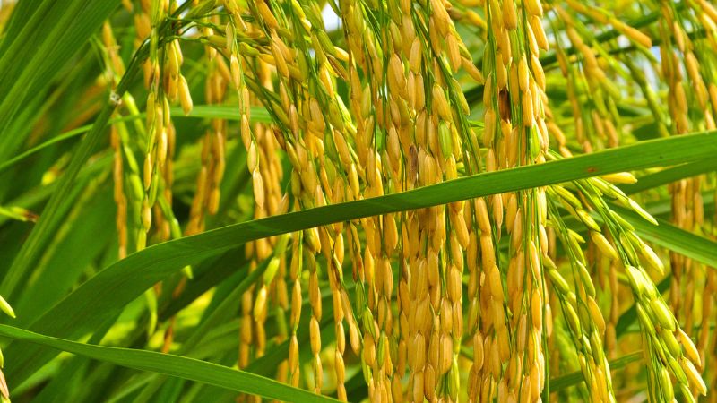 Giá lúa hôm nay 10/10 Giá lúa hôm nay 10/10