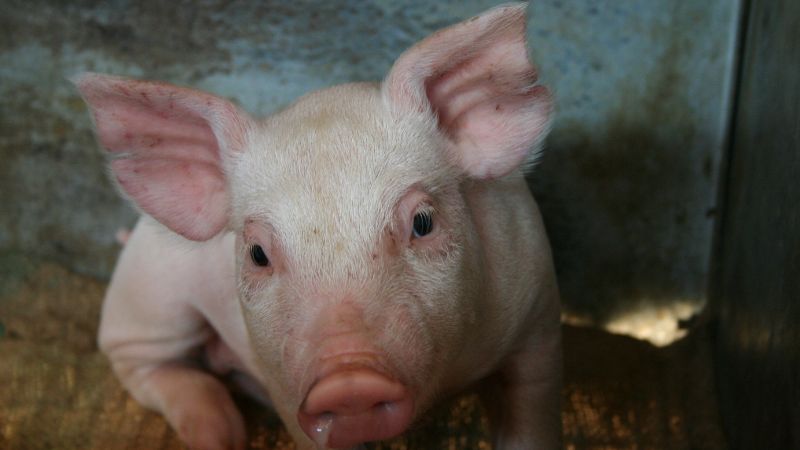 Giá heo hơi hôm nay 11/10 tại miền Bắc