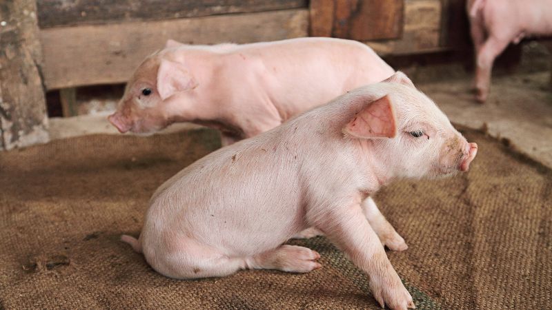 Giá heo hơi hôm nay 11/10 tại miền Nam