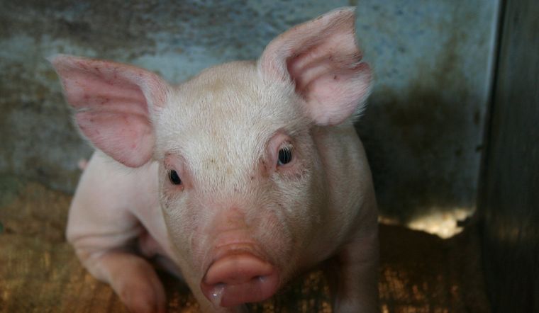 Giá heo hơi hôm nay 11/10: Giảm trên diện rộng