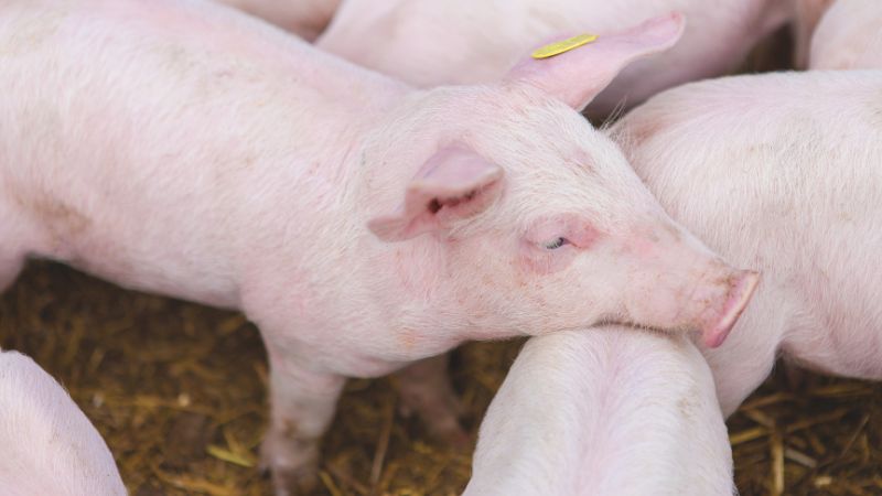 Giá heo hơi hôm nay 12/10 tại miền Trung, Tây Nguyên Giá heo hơi hôm nay 12/10 tại miền Trung, Tây Nguyên