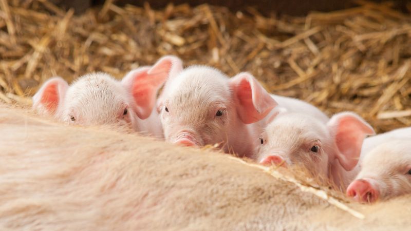 Giá heo hơi hôm nay 12/10 tại miền Nam Giá heo hơi hôm nay 12/10 tại miền Nam