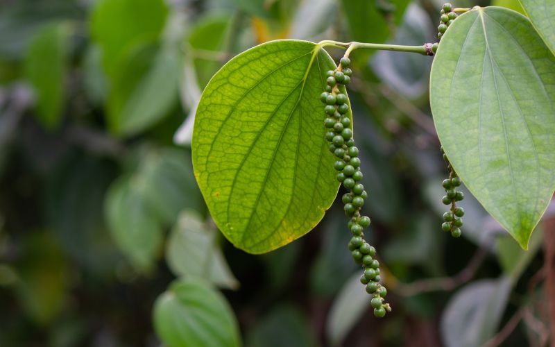 Giá tiêu thế giới