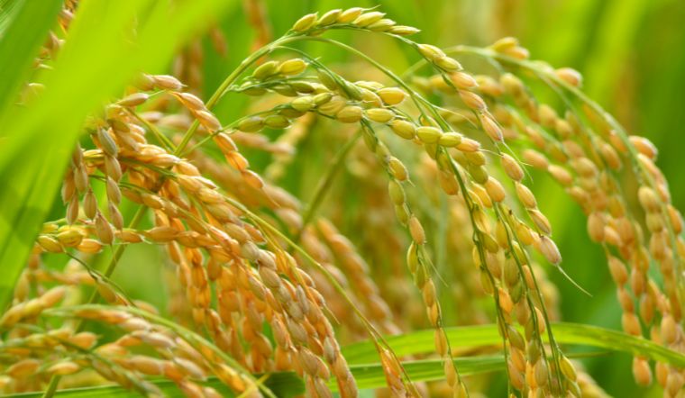 Giá lúa gạo hôm nay 12/10/2023: Không có thay đổi