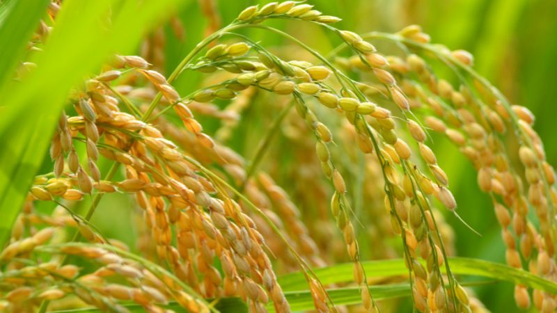 Giá lúa hôm nay 12/10