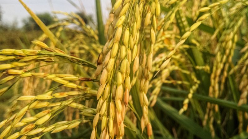 Giá lúa hôm nay 13/10