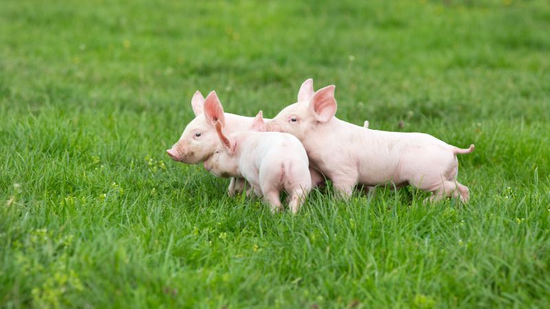 Giá heo hơi hôm nay 14/10 tại miền Bắc Giá heo hơi hôm nay 14/10 tại miền Bắc