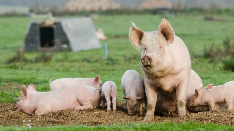 Giá heo hơi hôm nay 14/10 tại miền Nam Giá heo hơi hôm nay 14/10 tại miền Nam