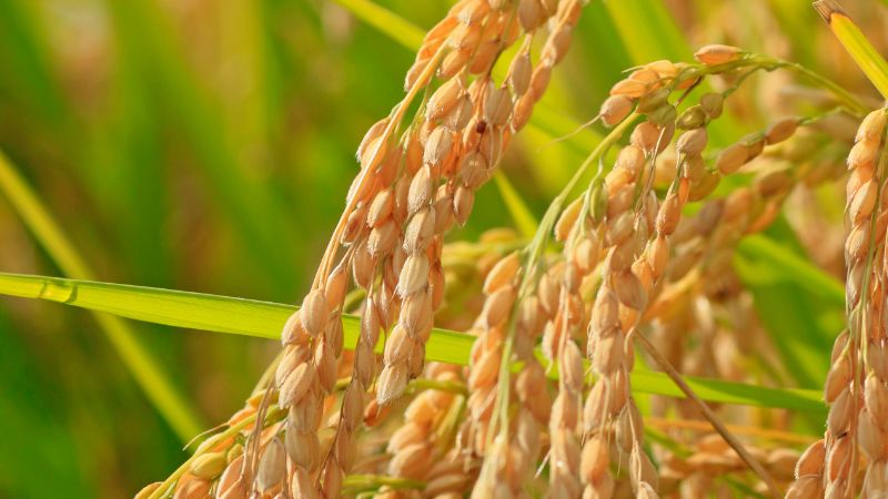 Giá lúa hôm nay 14/10