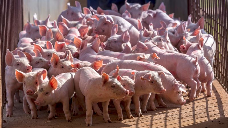 Giá heo hơi hôm nay 16/10 tại miền Trung, Tây Nguyên Giá heo hơi hôm nay 16/10 tại miền Trung, Tây Nguyên