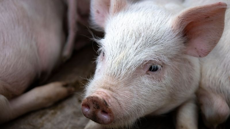 Giá heo hơi hôm nay 17/10 tại miền Bắc Giá heo hơi hôm nay 17/10 tại miền Bắc