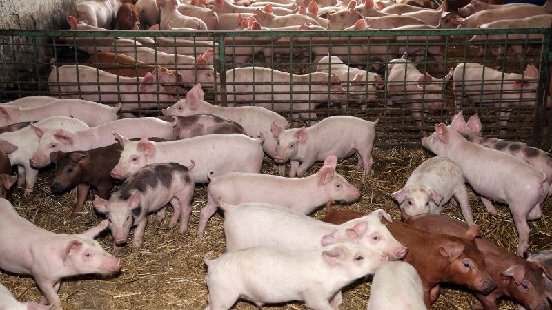 Giá heo hơi hôm nay 18/10 tại miền Bắc Giá heo hơi hôm nay 18/10 tại miền Bắc