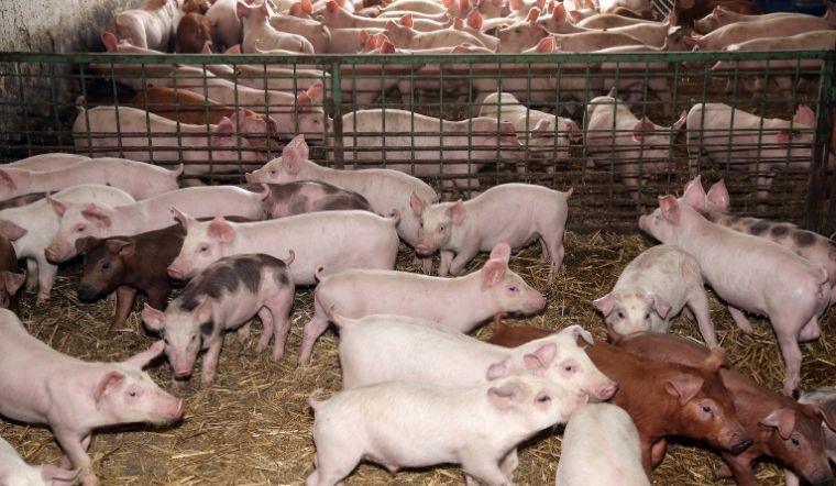 Giá heo hơi hôm nay 18/10: Giảm mạnh tại một số nơi