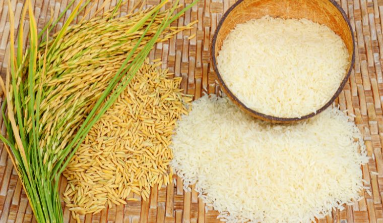 Giá lúa gạo hôm nay 18/10/2023: Tăng giá ở vài giống lúa