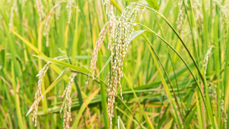 Giá lúa hôm nay 18/10