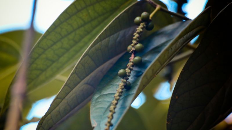 Giá tiêu hôm nay 18/10/2023 trong nước