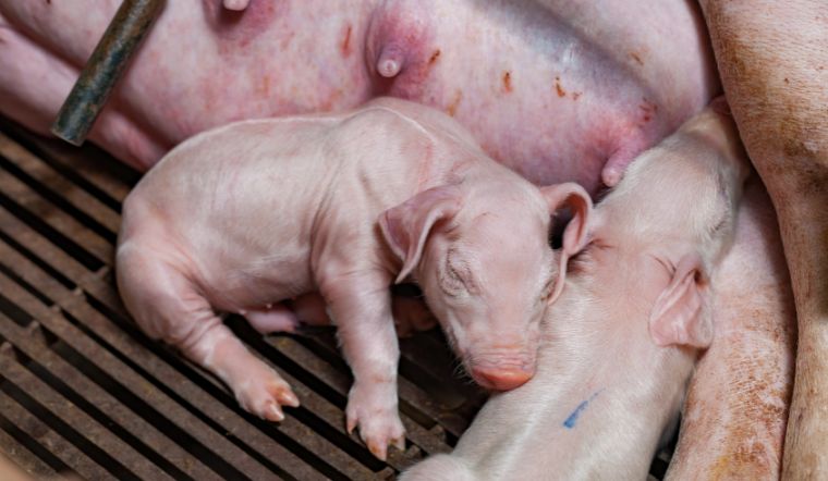 Giá heo hơi hôm nay 20/10: Tăng trở lại từ 1.000 đồng/kg