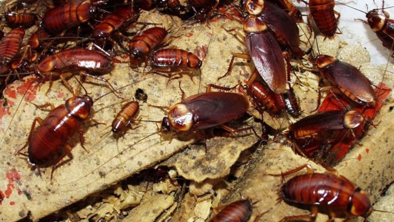 Why do cockroaches appear in the house?