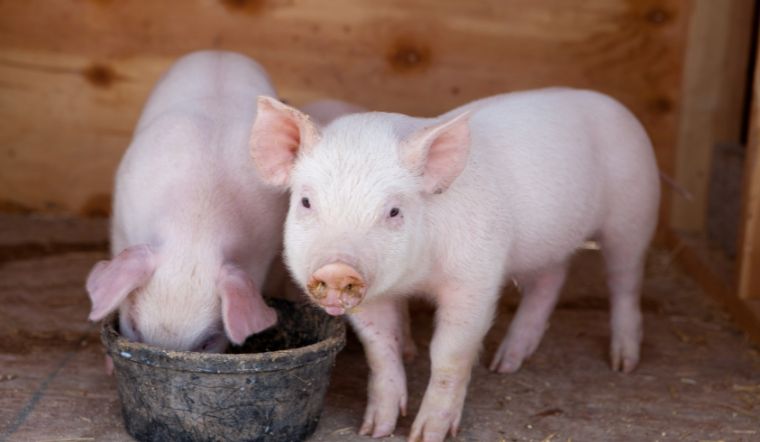 Giá heo hơi hôm nay 21/10: Tiếp tục tăng, cao nhất 2.000 đồng/kg