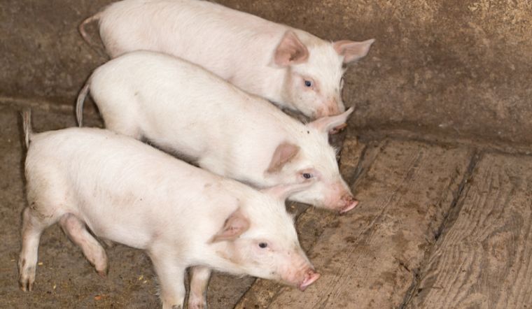 Giá heo hơi hôm nay 23/10: Lặng sóng cả ba miền