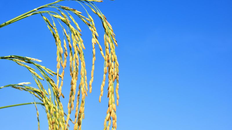 Giá lúa hôm nay 23/10 Giá lúa hôm nay 23/10