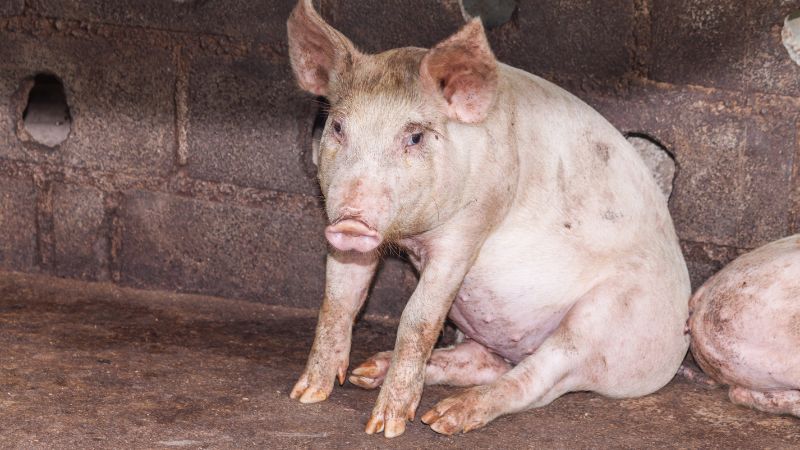 Giá heo hơi hôm nay 24/10 tại miền Bắc